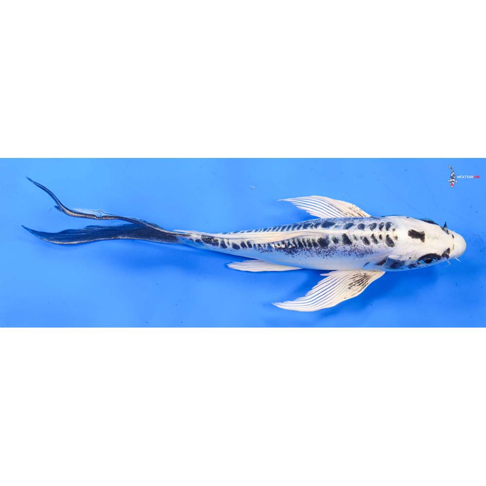 9” Imported Doitsu Gin Matsuba Butterfly Koi