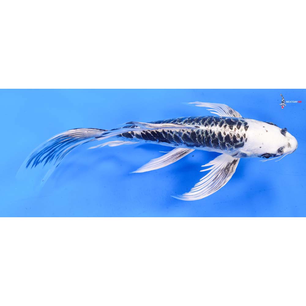 9” Imported Armor Scaled Gin Matsuba Butterfly Koi