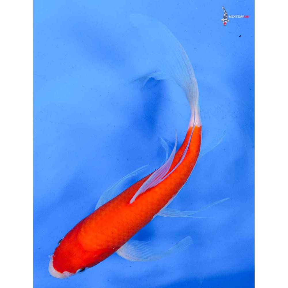 8.5” Imported Kohaku Butterfly Koi