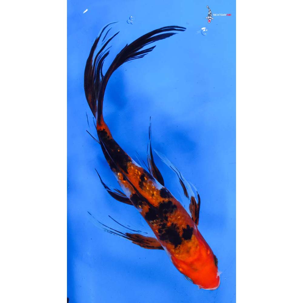 8.5” Imported Sanke Butterfly Koi