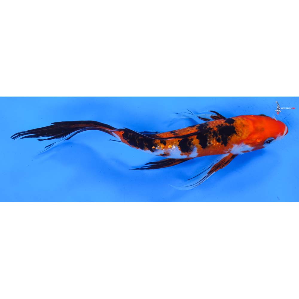 8.5” Imported Sanke Butterfly Koi