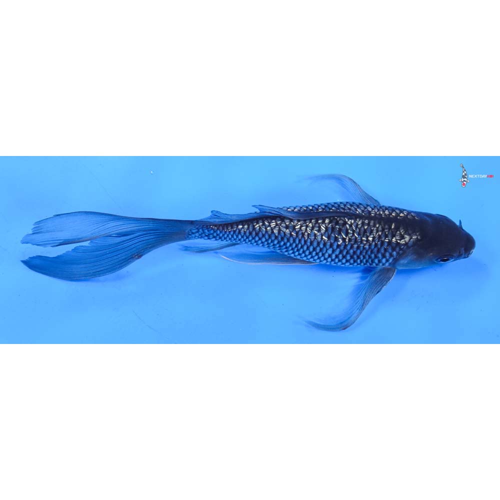 8.5” Imported Gin Rin Soragoi Butterfly Koi