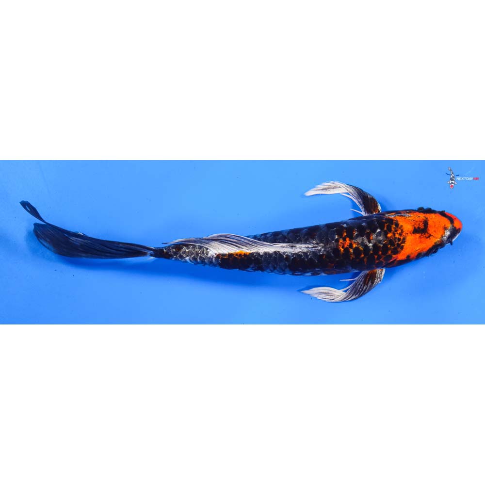 8.5” Imported Armor Scaled Kin Kikokuryu Butterfly Koi