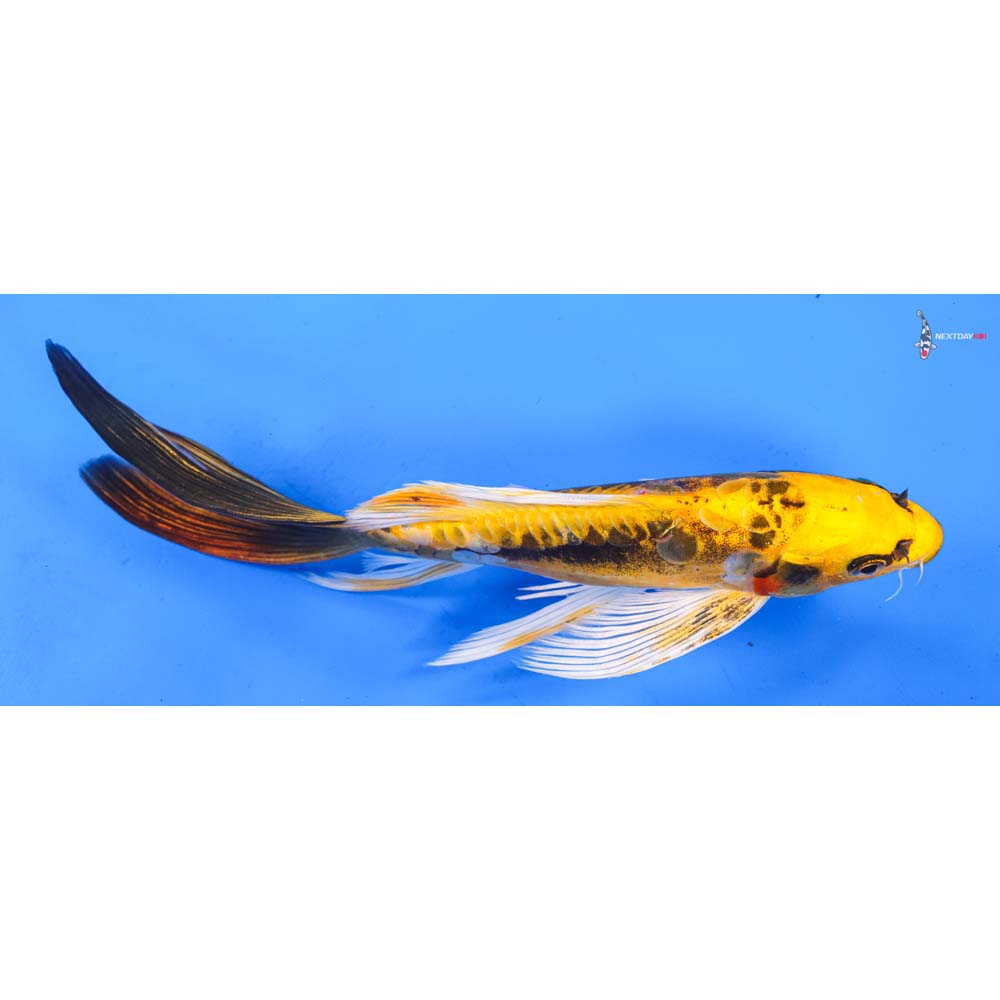 9.5” Imported Kin Kikokuryu Butterfly Koi