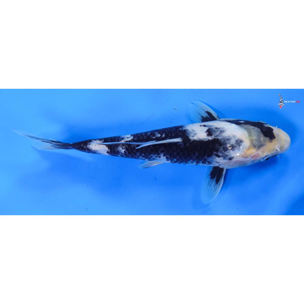 9” Imported Shiro Utsuri