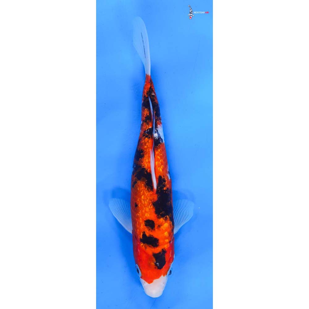 9” Imported Gin Rin Sanke