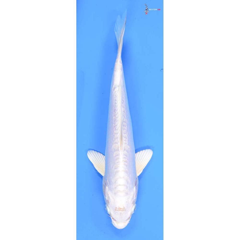 9.5” Imported Doitsu Platinum Ogon