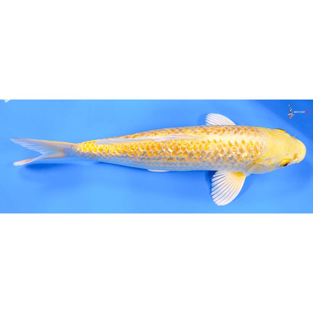 9” Imported Gin Rin Yamabuki Ogon