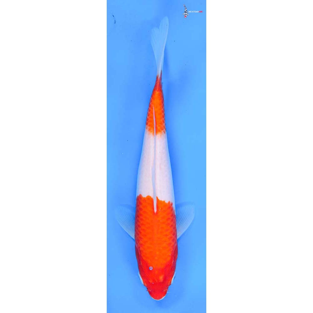 9” Imported Kohaku