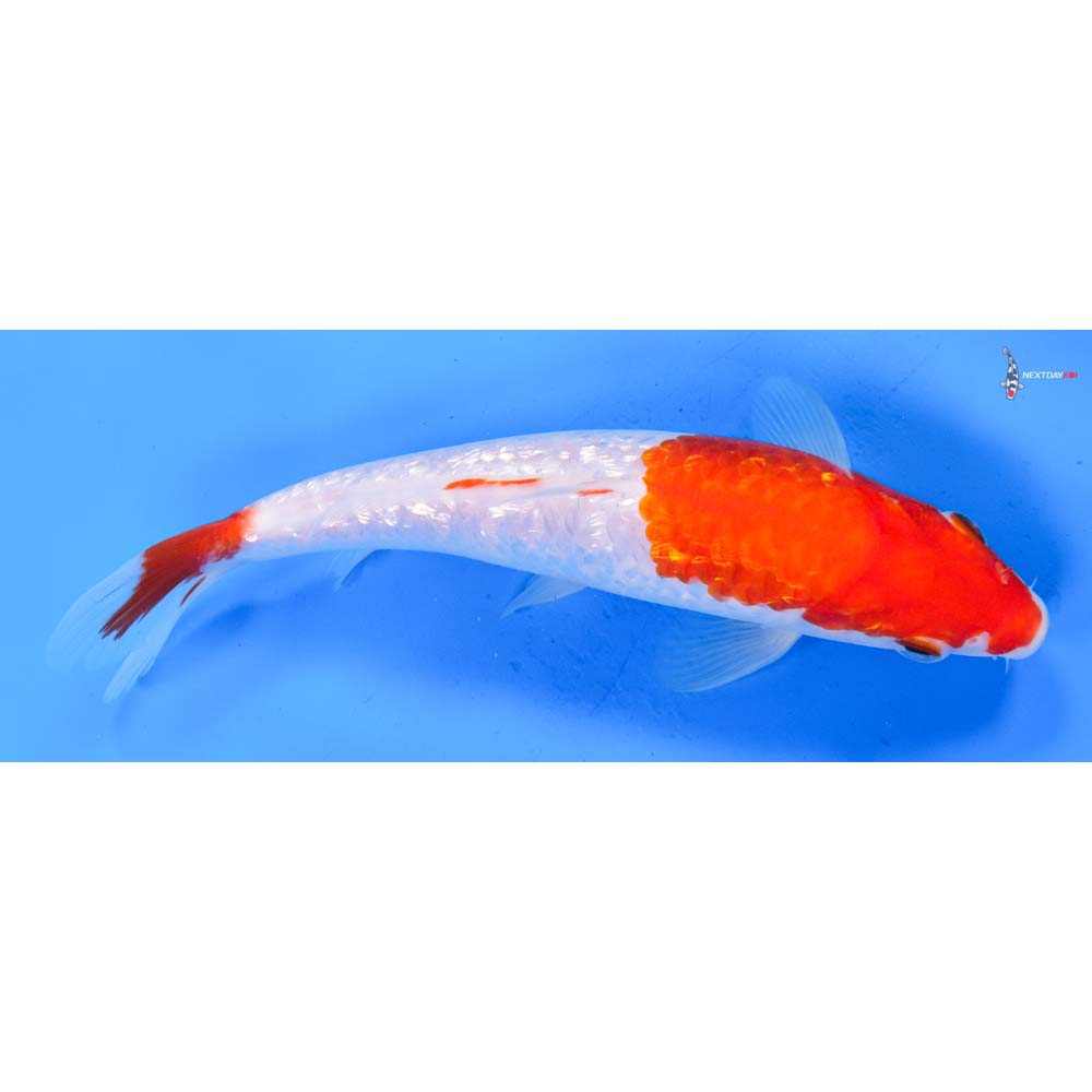 8.5” Imported Gin Rin Kohaku