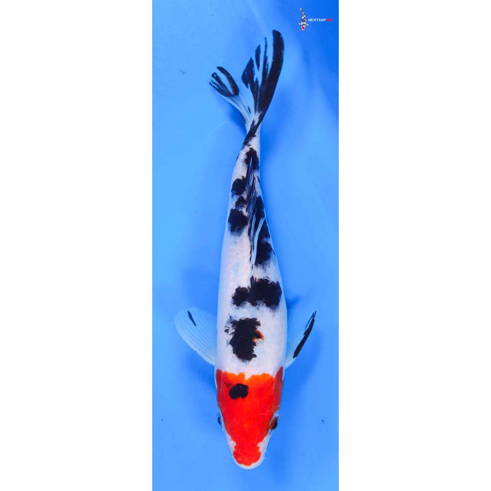 8.5” Imported Sanke