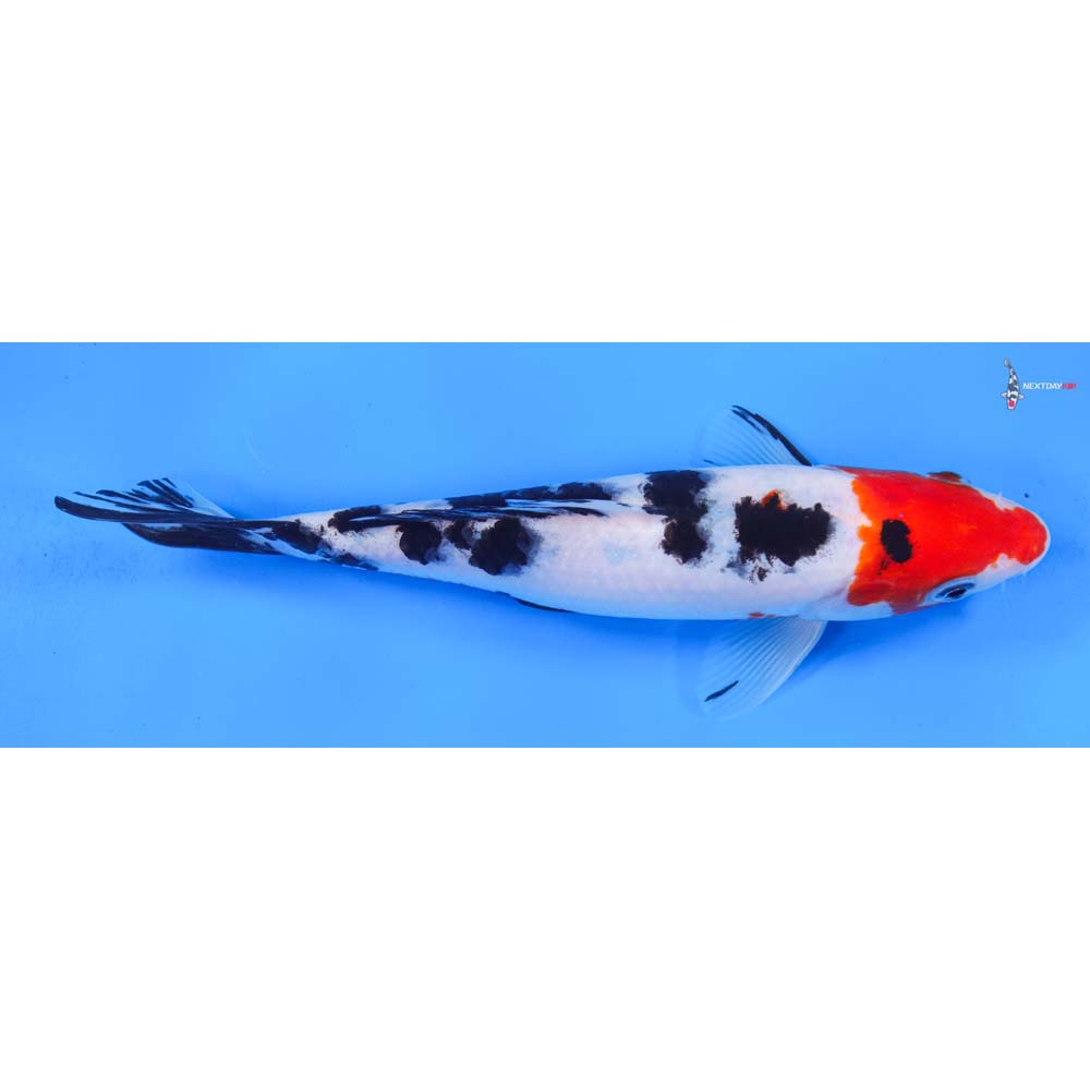 8.5” Imported Sanke