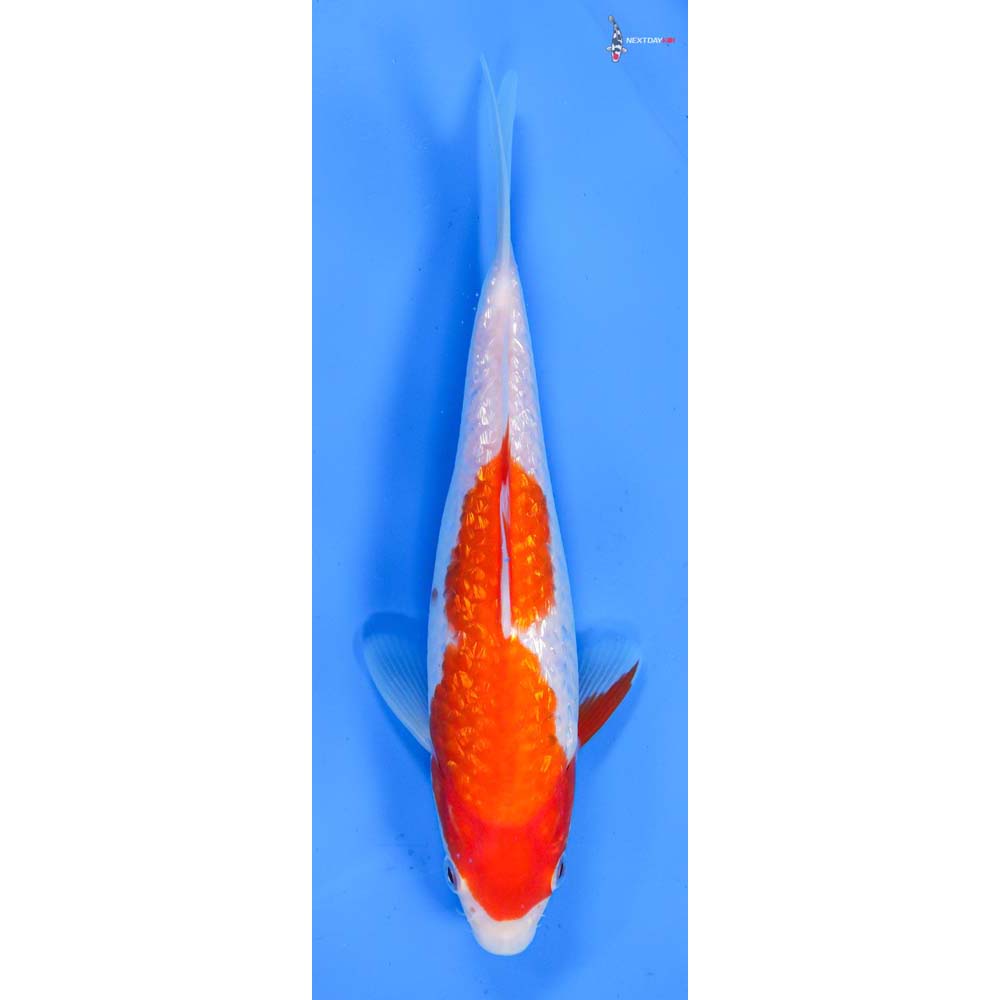 8.5” Imported Gin Rin Kohaku