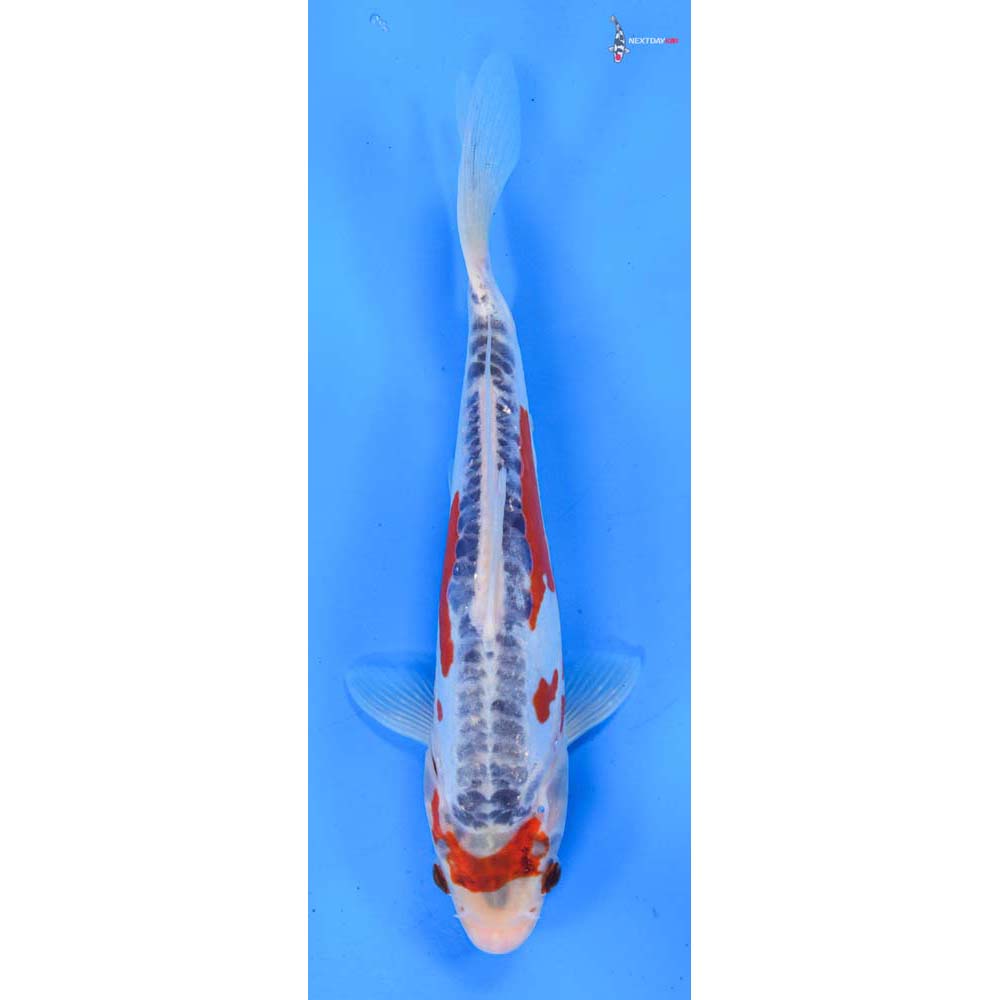 8.5” Imported Shusui