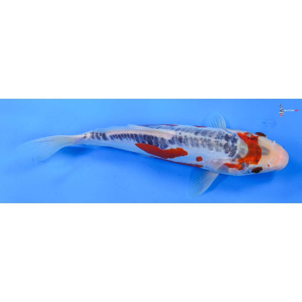 8.5” Imported Shusui