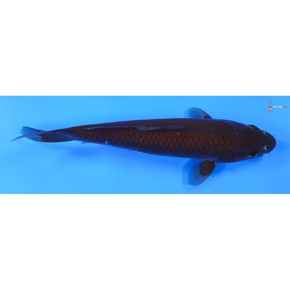 8.5” Imported Chagoi