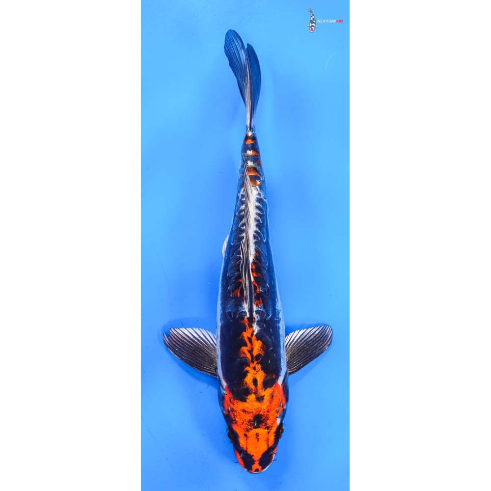 8.5” Imported Kin Kikokuryu