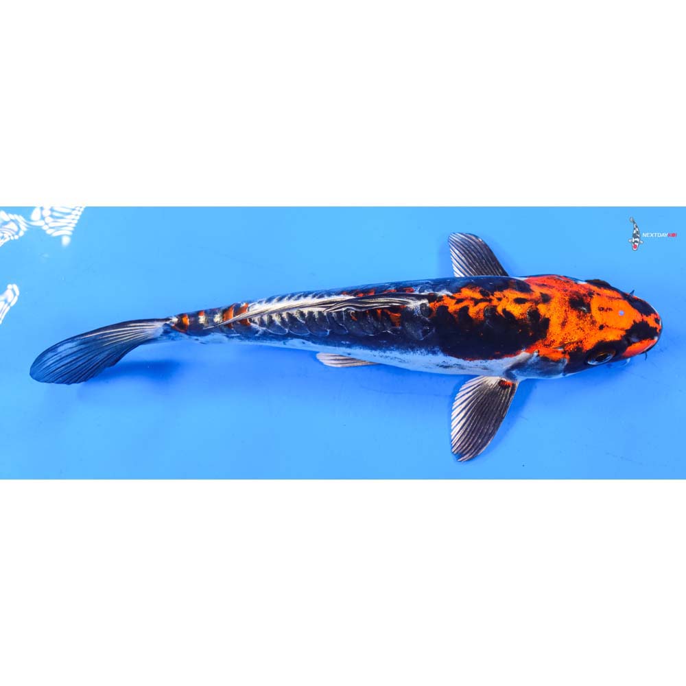 8.5” Imported Kin Kikokuryu