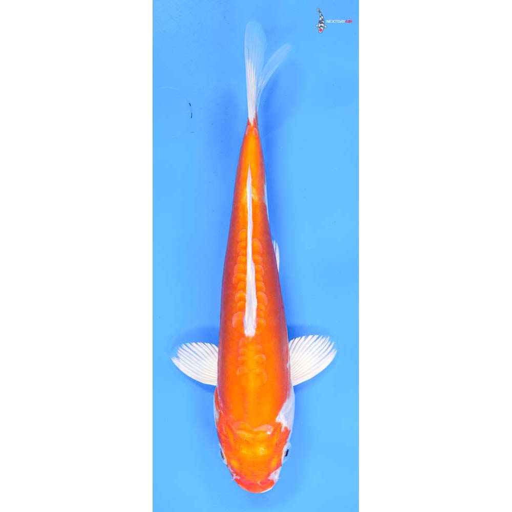 8.5” Imported Kikusui