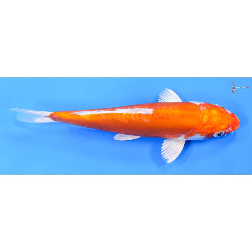 8.5” Imported Kikusui