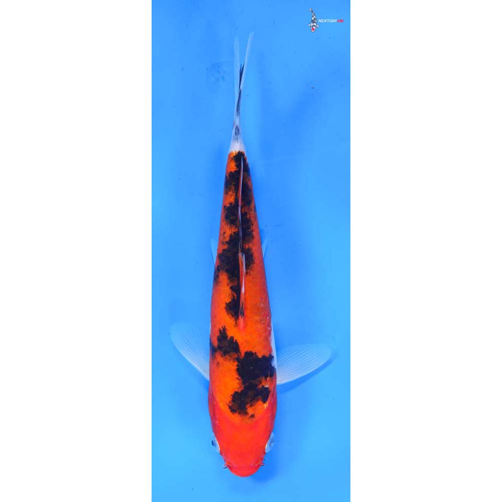 8.5” Imported Sanke