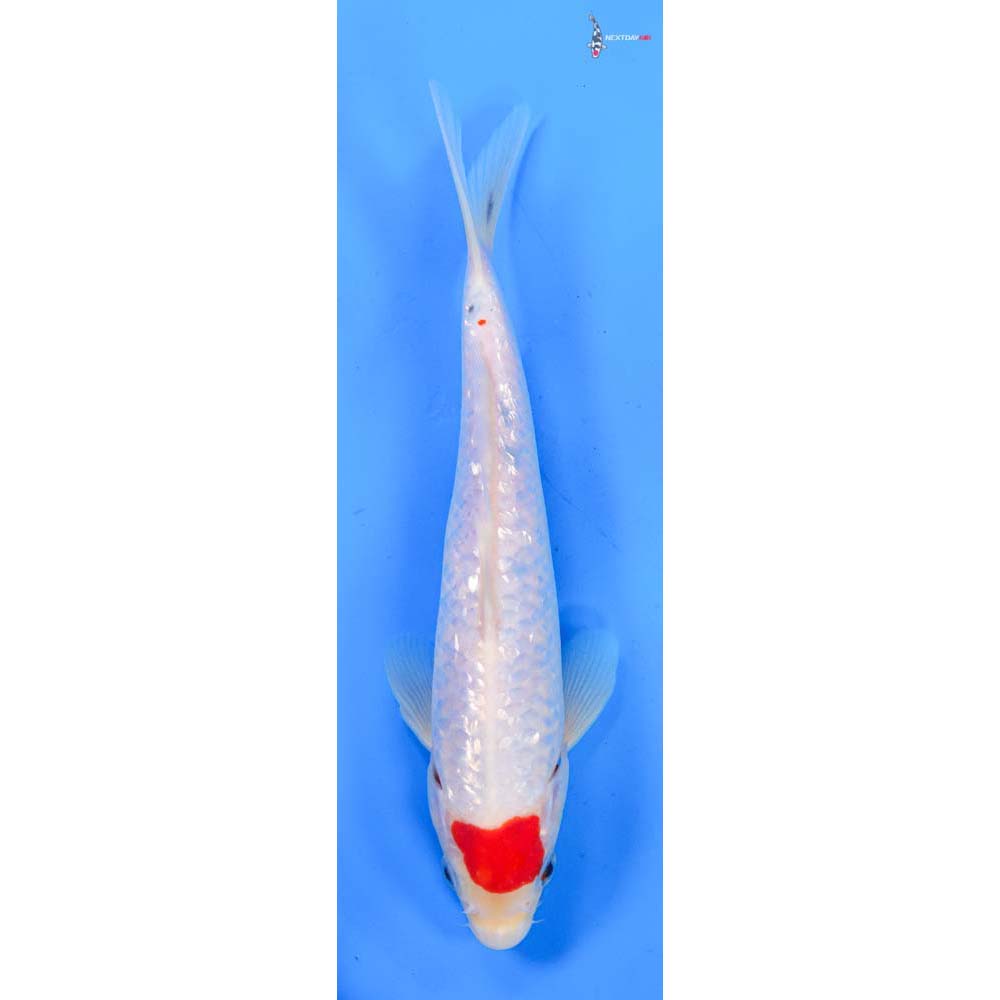 9.5” Imported Gin Rin Kohaku