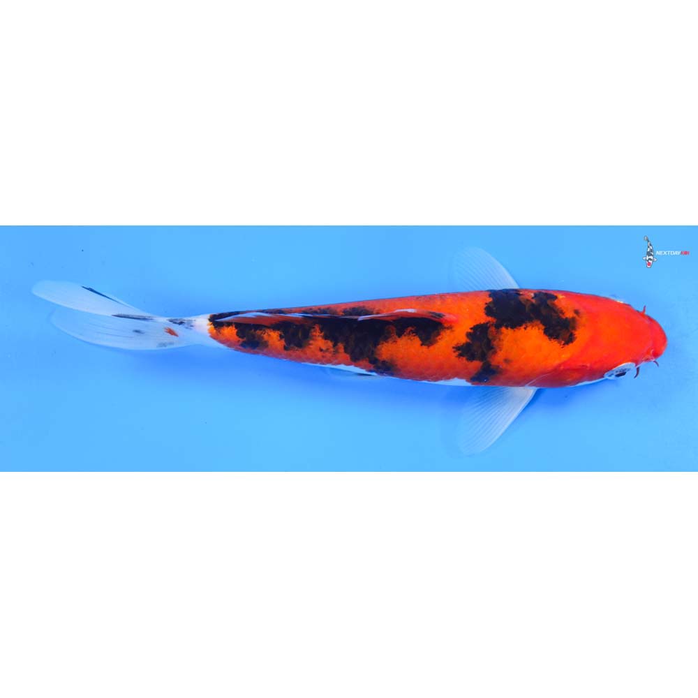 8.5” Imported Sanke