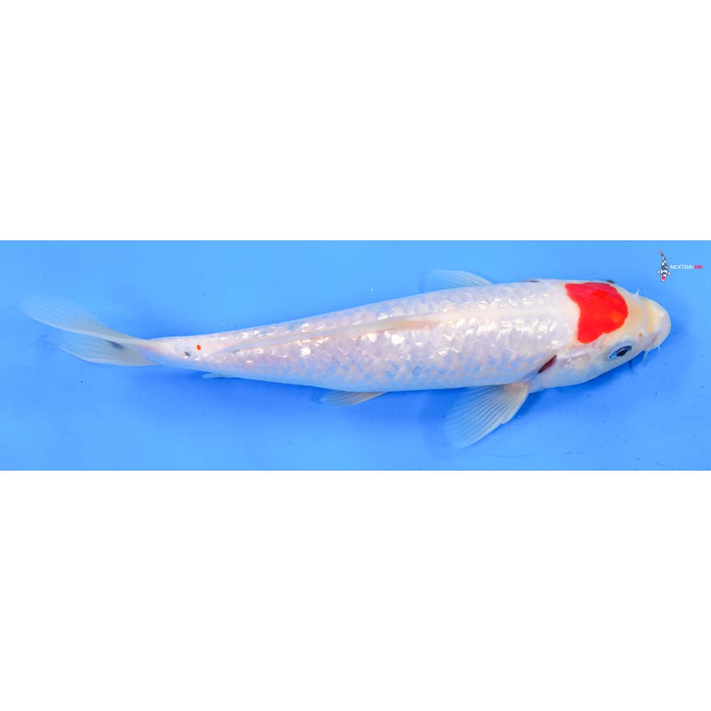 9.5” Imported Gin Rin Kohaku