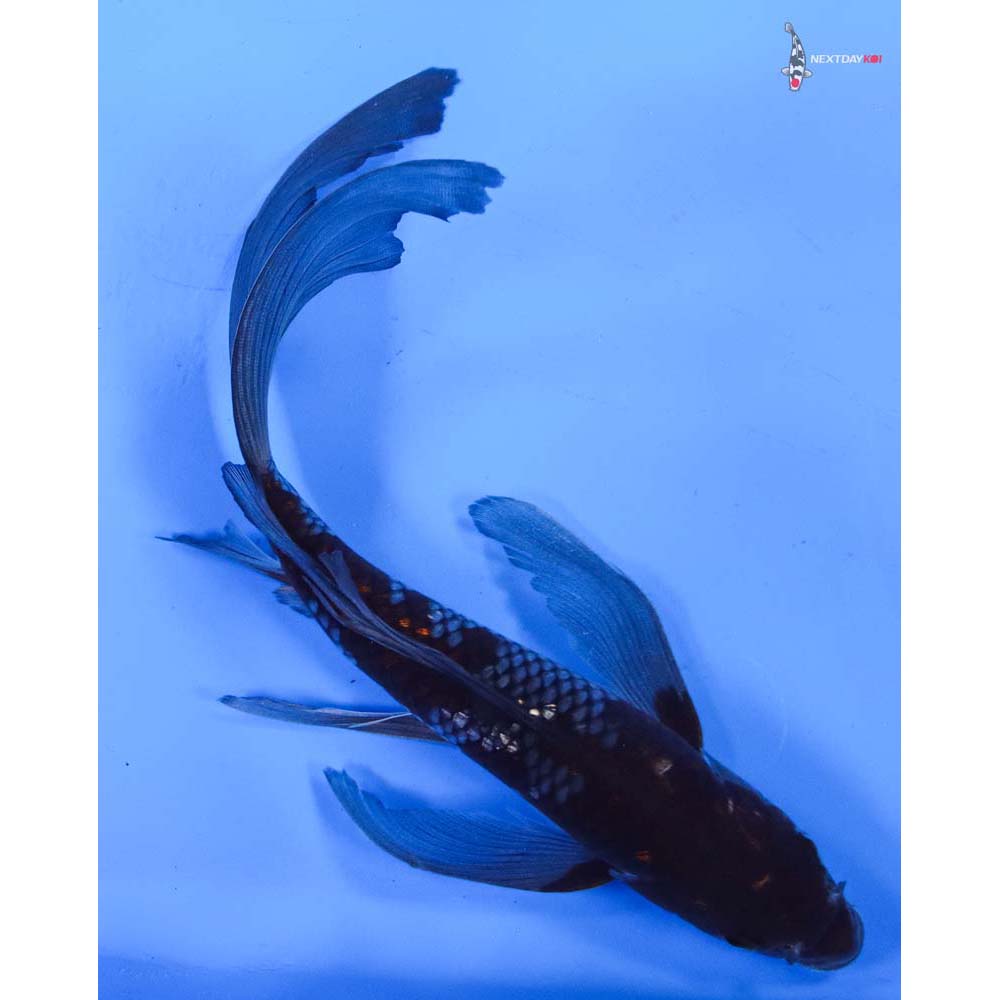 10” Imported Gin Rin Ochiba Shigure Butterfly Koi