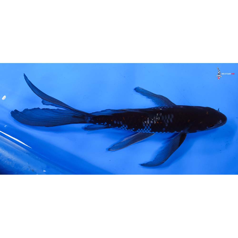 10” Imported Gin Rin Ochiba Shigure Butterfly Koi