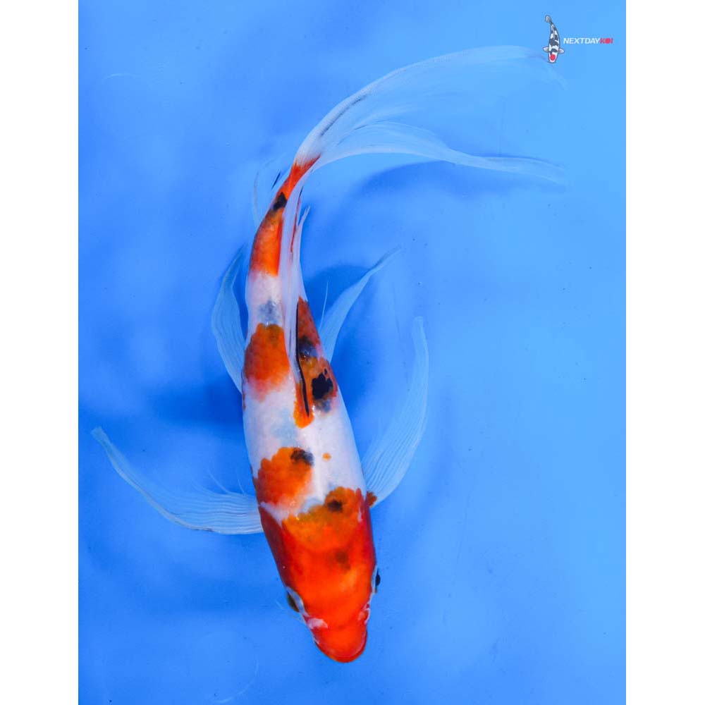 10.5” Imported Sanke Butterfly Koi