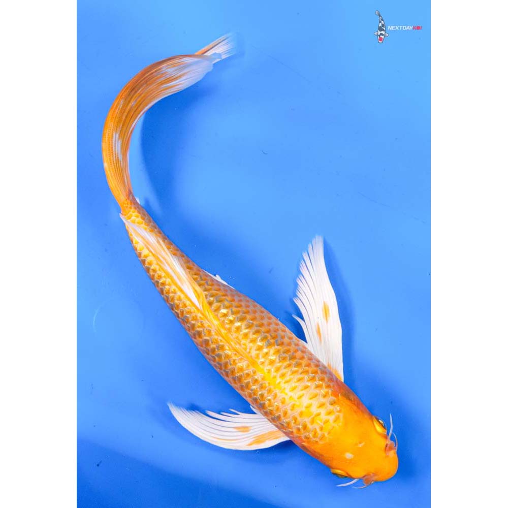 10.5” Imported Gin Rin Yamabuki Ogon Butterfly Koi