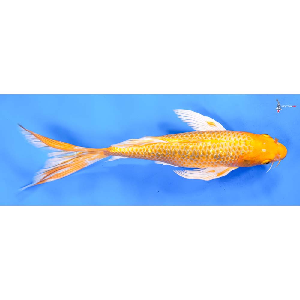 10.5” Imported Gin Rin Yamabuki Ogon Butterfly Koi