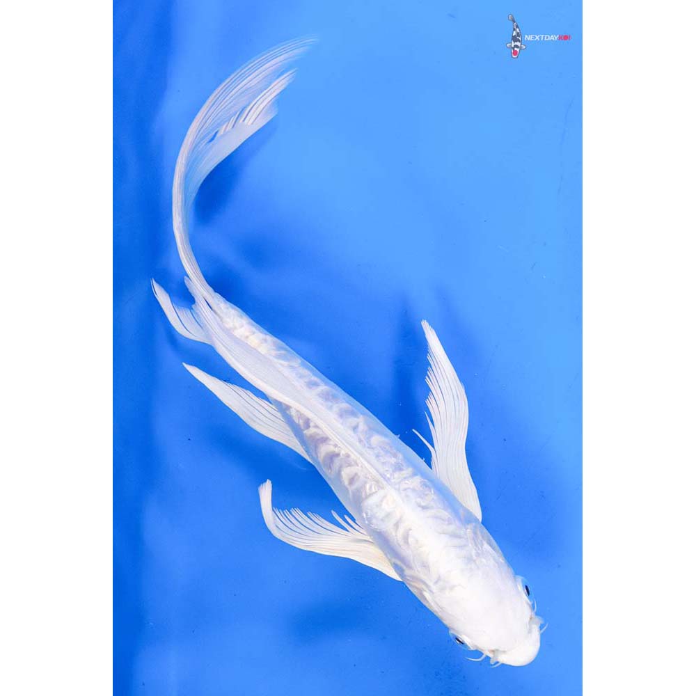 10.5” Imported Doitsu Gin Rin Platinum Ogon Butterfly Koi
