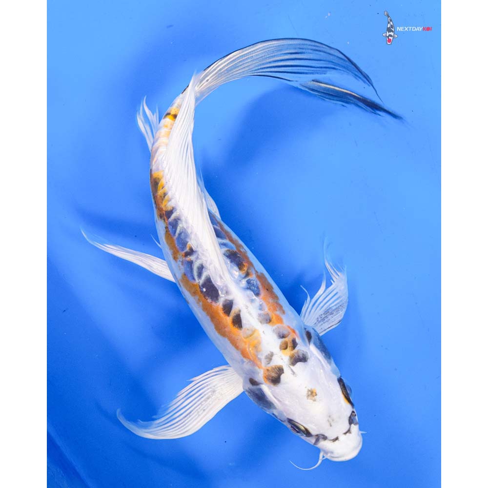 10” Imported Doitsu Kujaku Butterfly Koi