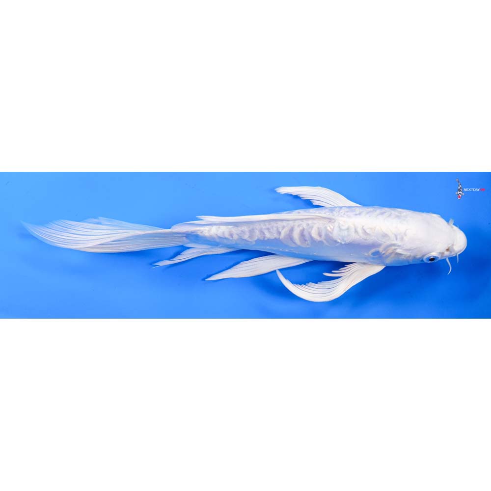 10.5” Imported Doitsu Gin Rin Platinum Ogon Butterfly Koi