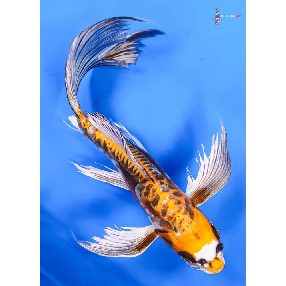 10.5” Imported Kin Kikokuryu Butterfly Koi