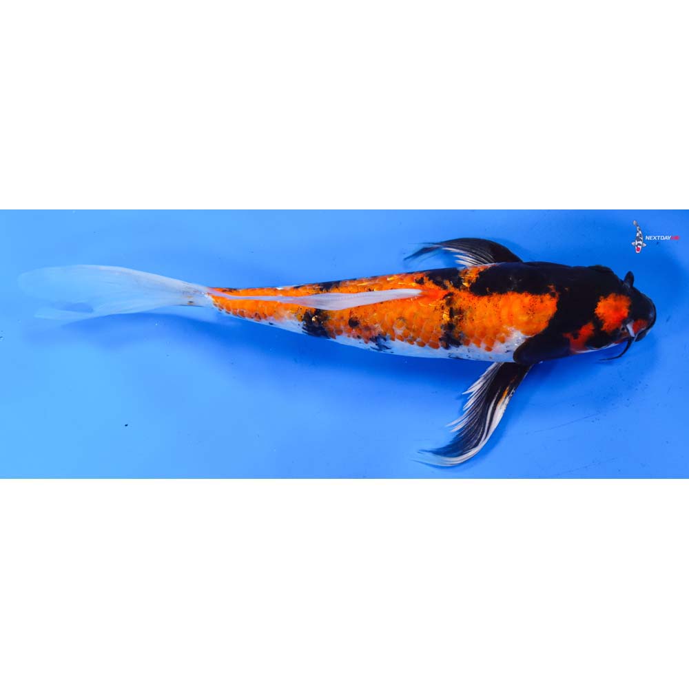 10.5” Imported Kin Showa Butterfly Koi