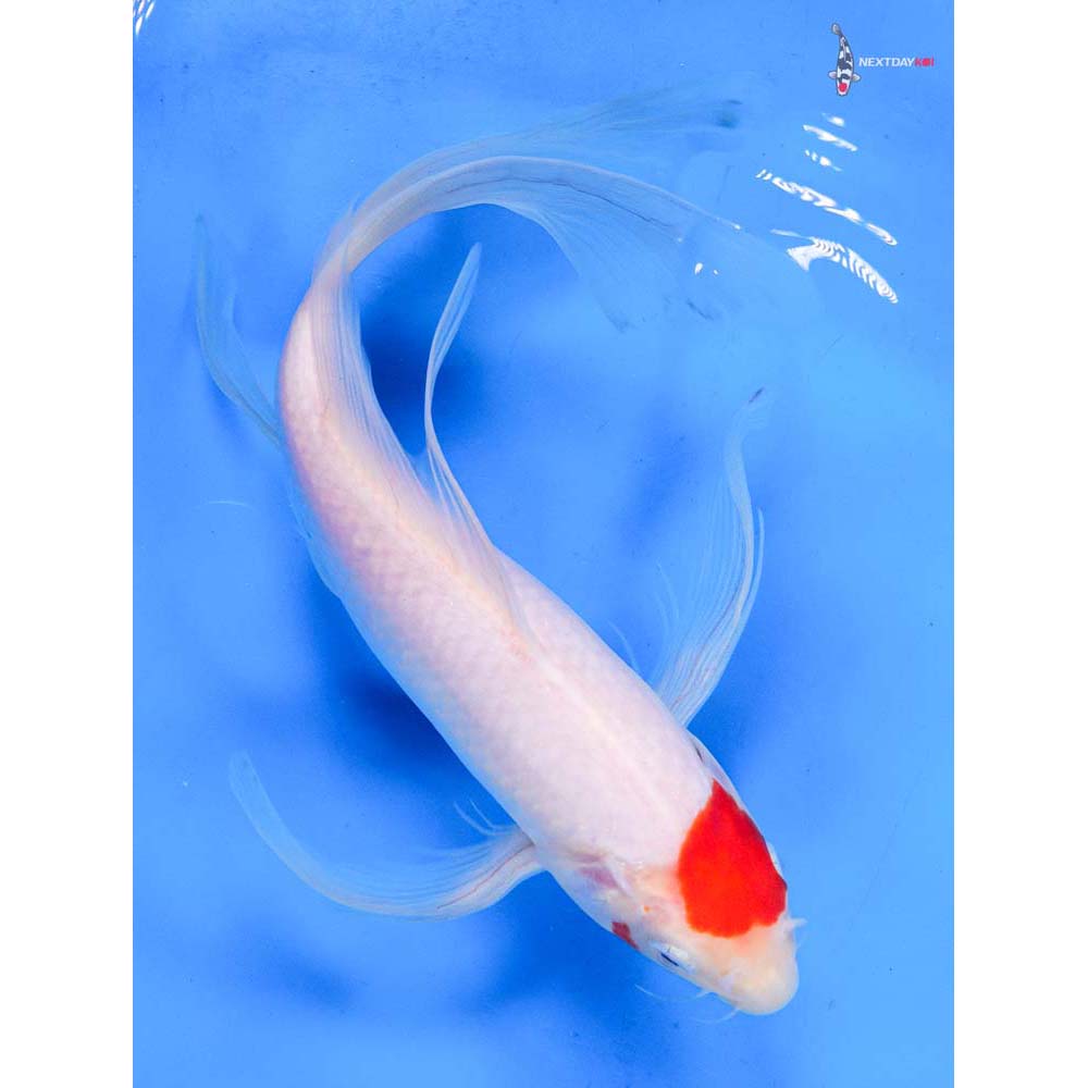 10.5” Imported Kohaku Butterfly Koi
