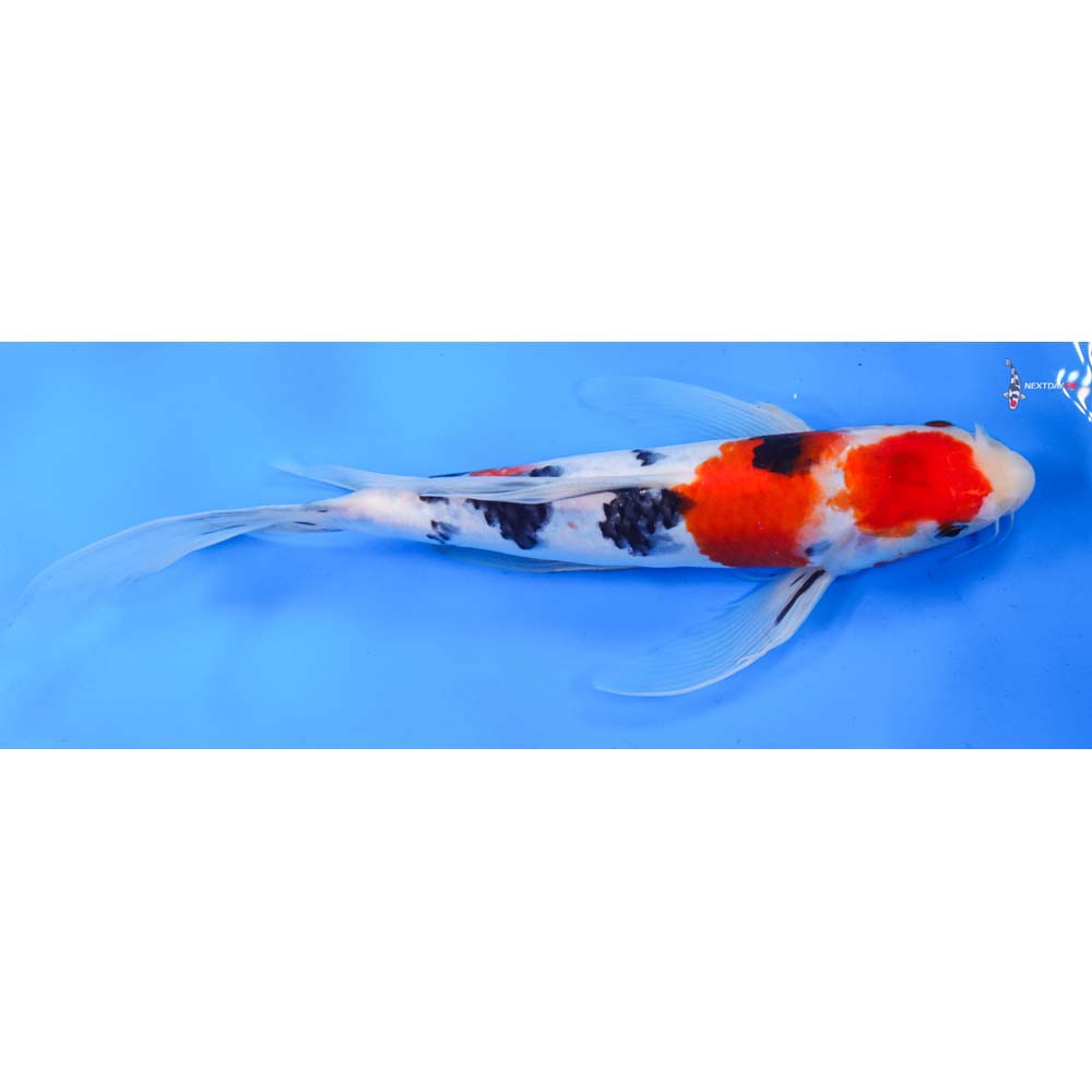 10.5” Imported Sanke Butterfly Koi