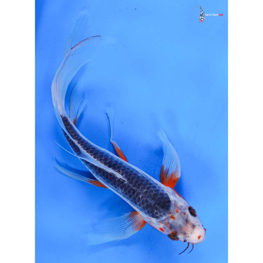 11” Imported Asagi Butterfly Koi