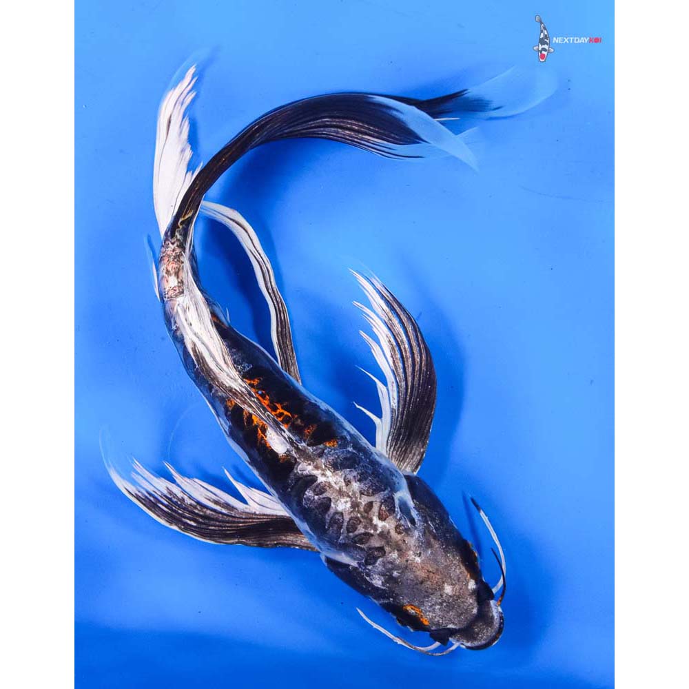 11” Imported Kin Kikokuryu Butterfly Koi