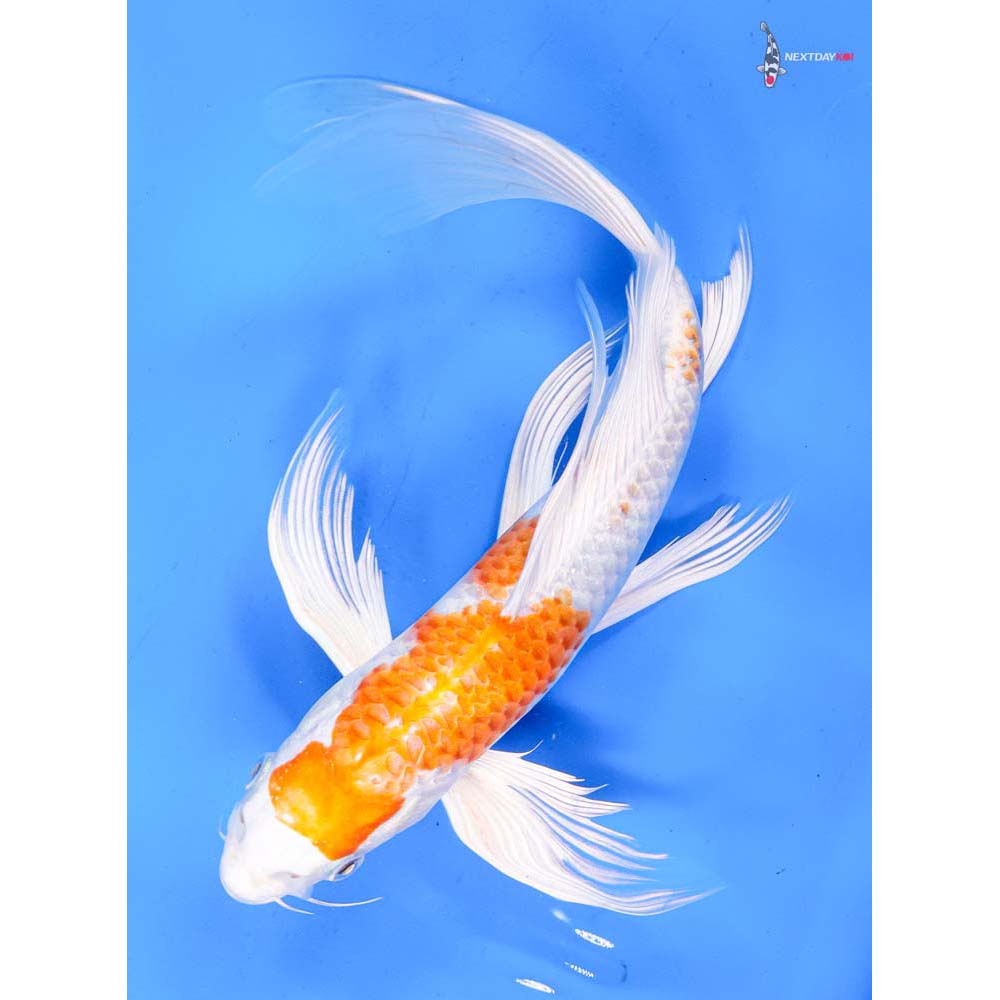 11” Imported Hariwake Butterfly Koi