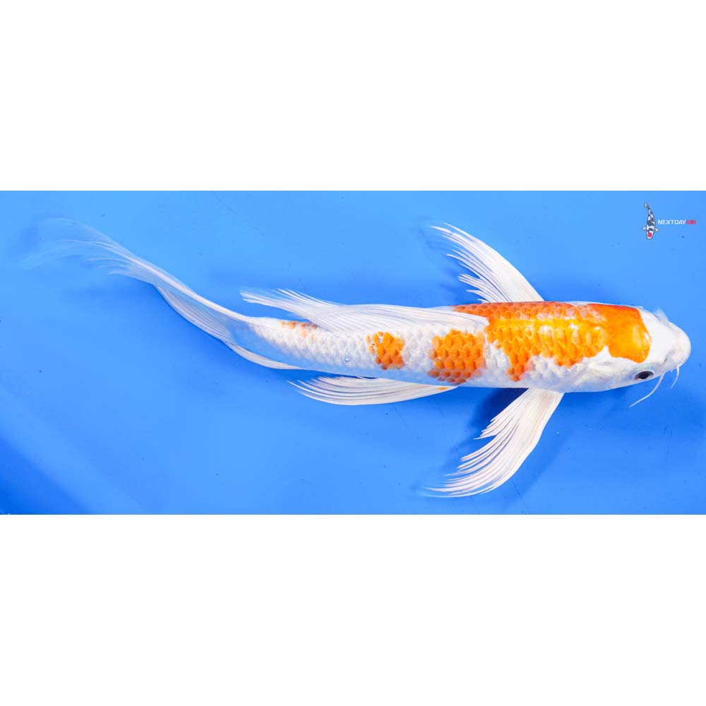11” Imported Hariwake Butterfly Koi