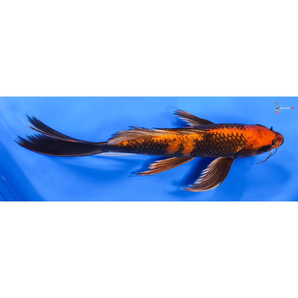 11” Imported Kin Hi Utsuri Butterfly Koi