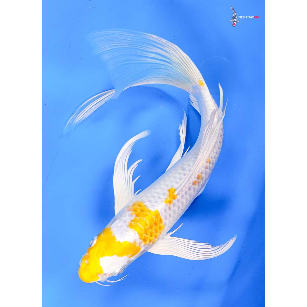 10” Imported Lemon Hariwake Butterfly Koi