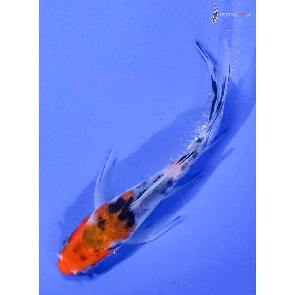 4” Imported Sanke Butterfly Koi