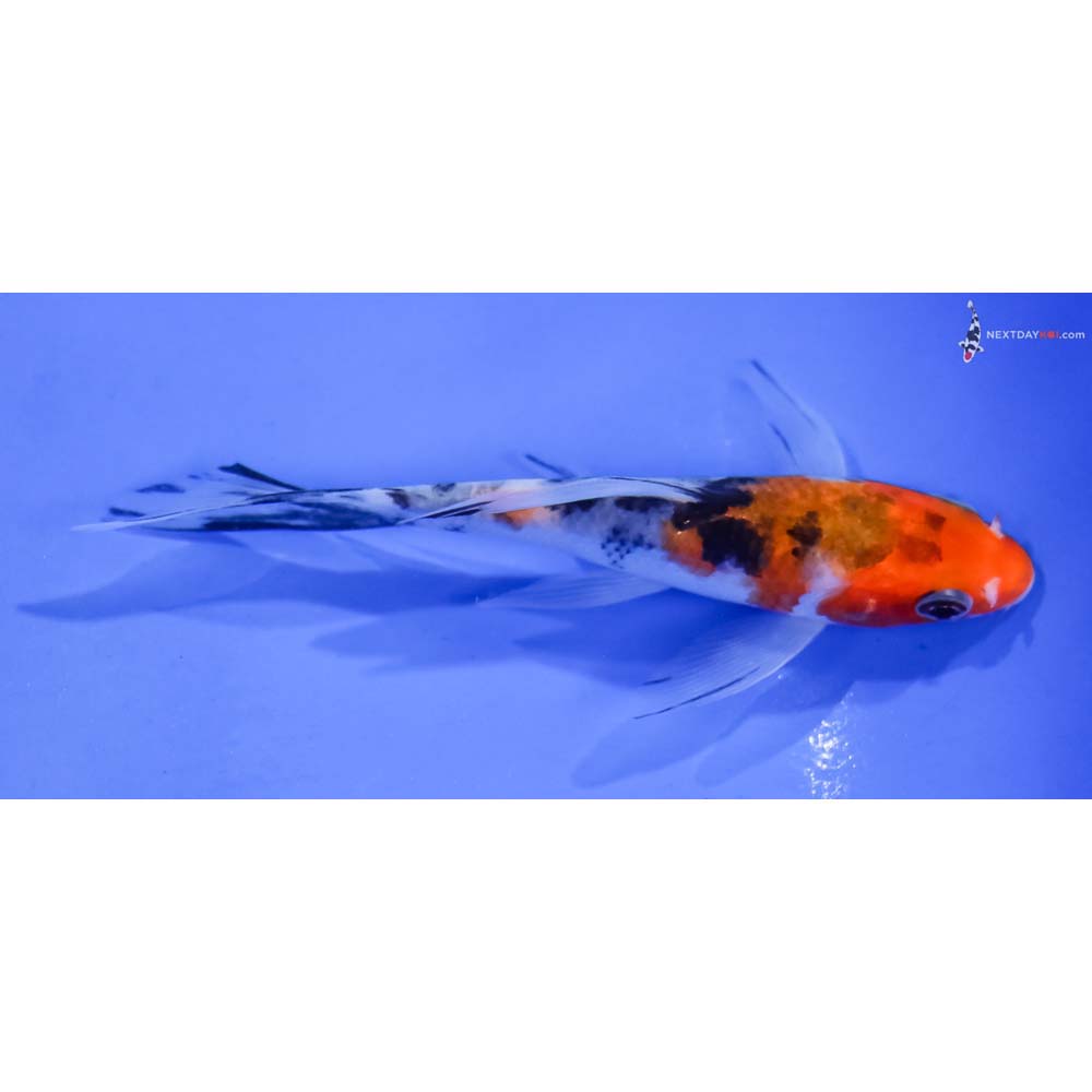 4” Imported Sanke Butterfly Koi