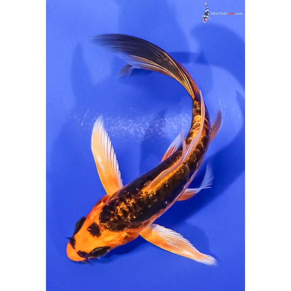 4.5” Imported Kin Kikokuryu Butterfly Koi