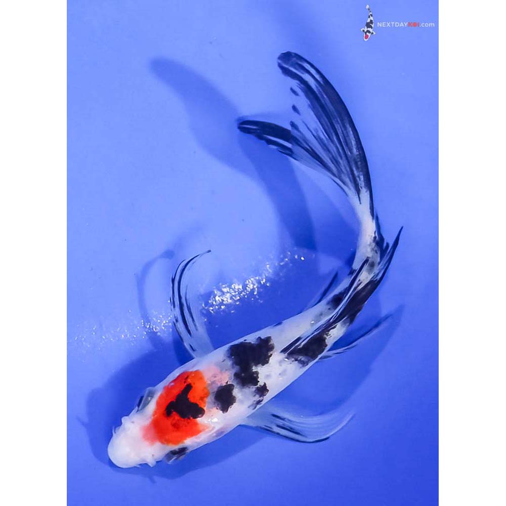 4.5” Imported Sanke Butterfly Koi